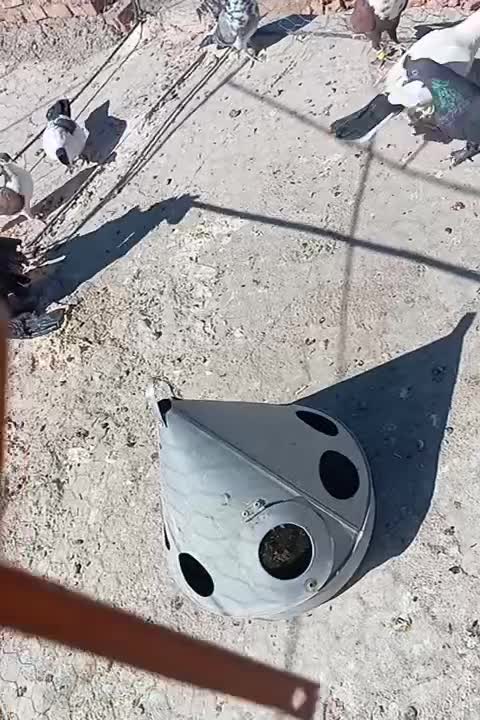 کبوتر|پرنده|خاش, |دیوار