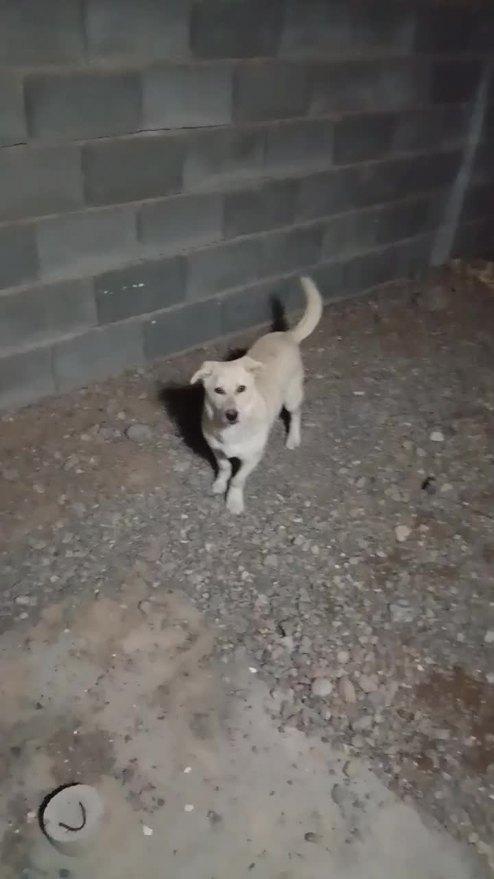 سگ نگهبان|سگ|پاسارگاد, |دیوار