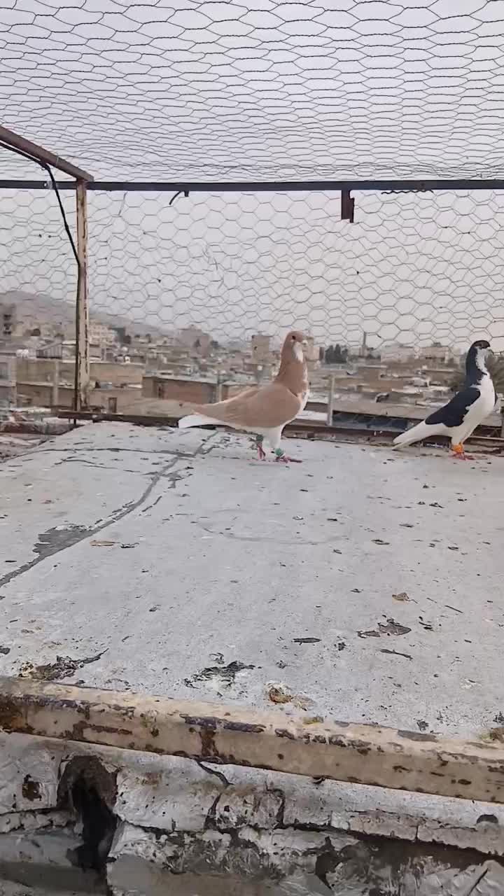 شهری|پرنده|شیراز, شهرک بهار|دیوار