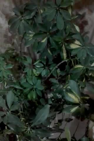 کارکشاورزی خود راب ما بسپارید،کارگرزن ومرد.|خدمات باغبانی و درختکاری|بروجرد, |دیوار