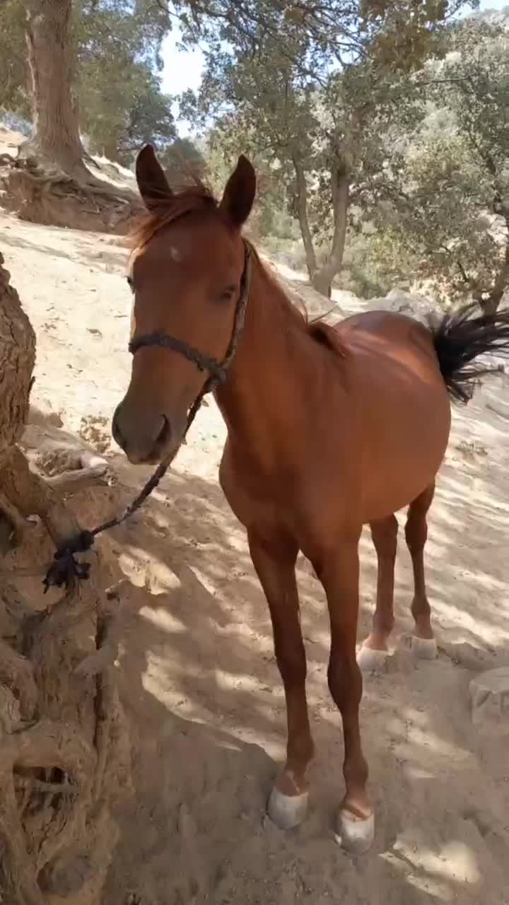 اسب نریان|اسب و تجهیزات اسبسواری|خمین, |دیوار