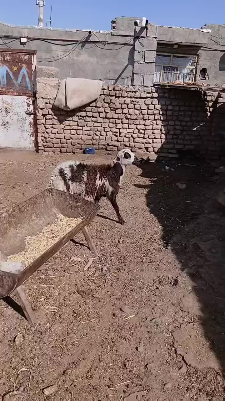 بره ماده پلنگی انتیک لخت فریمان|حیوانات مزرعه|مشهد, آبکوه|دیوار