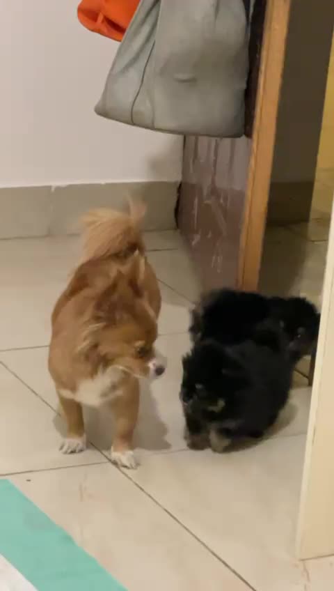 توله پامر ۲ماهه|سگ|شیراز, حومه شیراز|دیوار