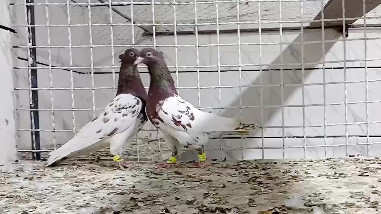 کبوتر|پرنده|فردوس (خراسان), |دیوار