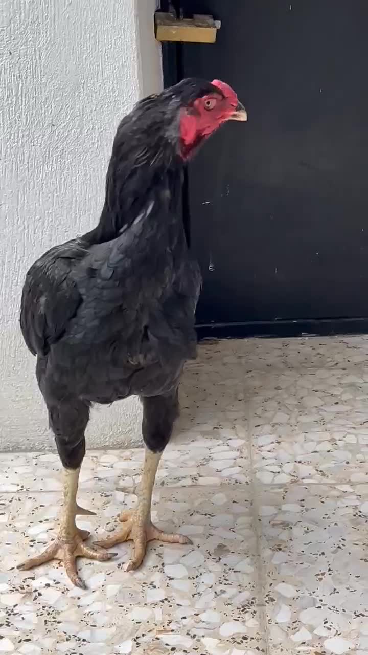 لاری طوسی پر مرغی اصل|حیوانات مزرعه|رشت, فرزانه|دیوار