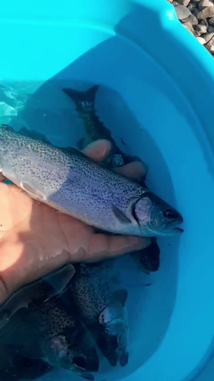 بچه ماهی تروت رنگین کمان|ماهی|لاهیجان, بازکیاگوراب|دیوار