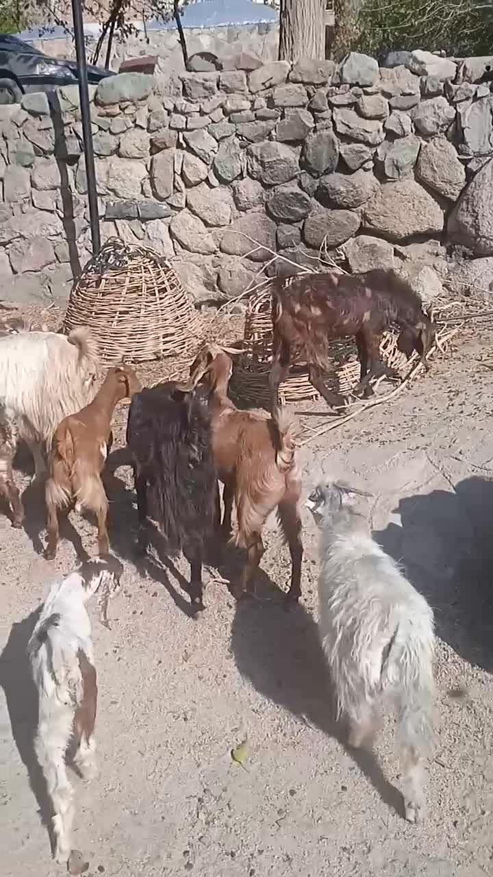 بزپاکستانی جوان|حیوانات مزرعه|جبالبارز, |دیوار