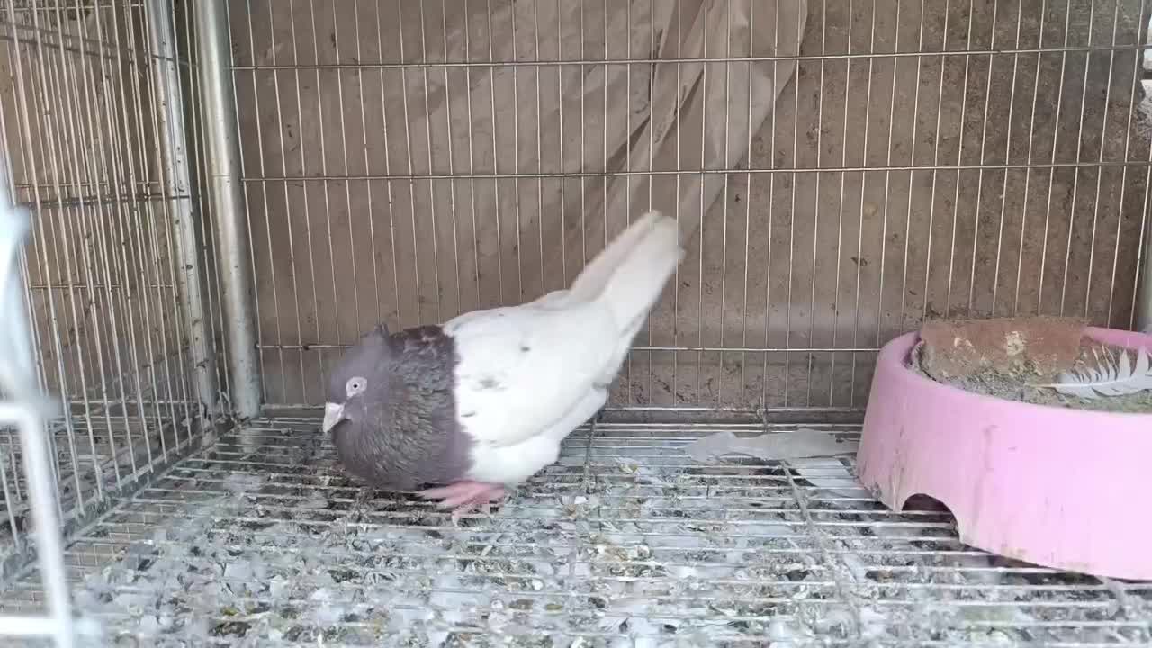 ریش سبز .خال سیاه افغان . کله سرخ زرد چپ سیاه نقش|پرنده|بیرجند, |دیوار