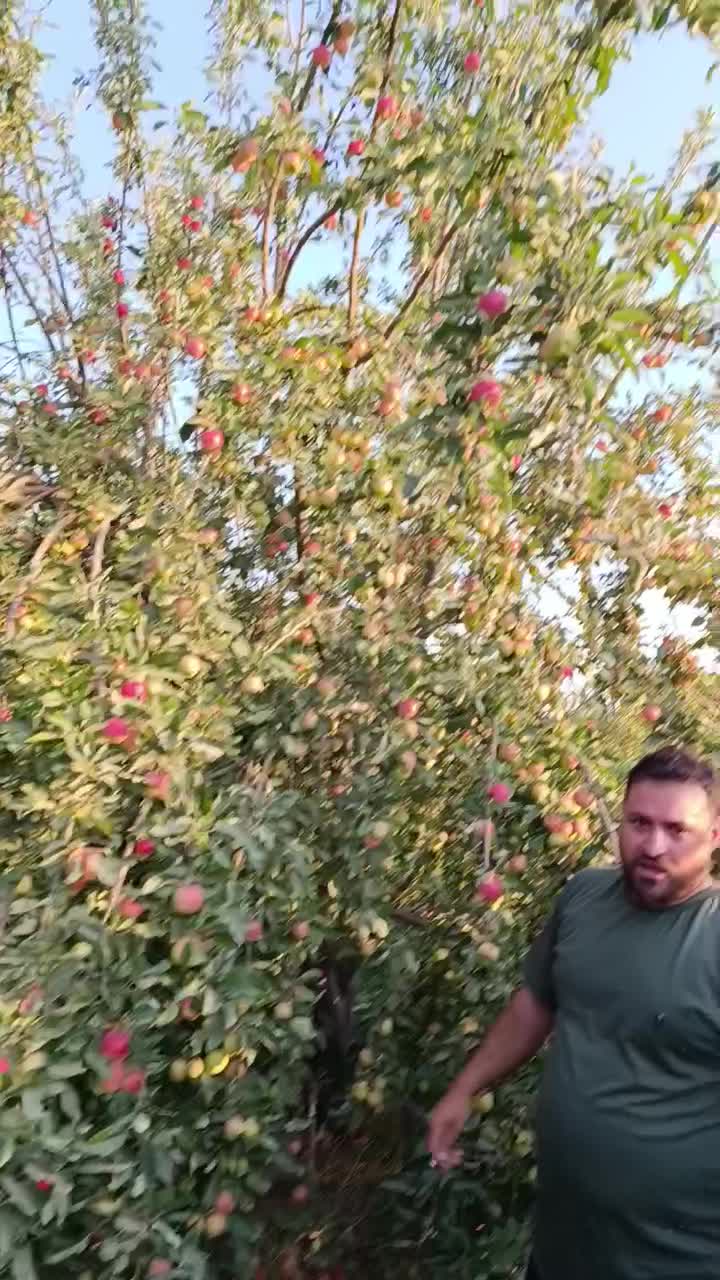 نهال های سیب رد گلدن و دلشیز گلدانی آماده کاشت|خدمات باغبانی و درختکاری|اصفهان, بهرامآباد|دیوار