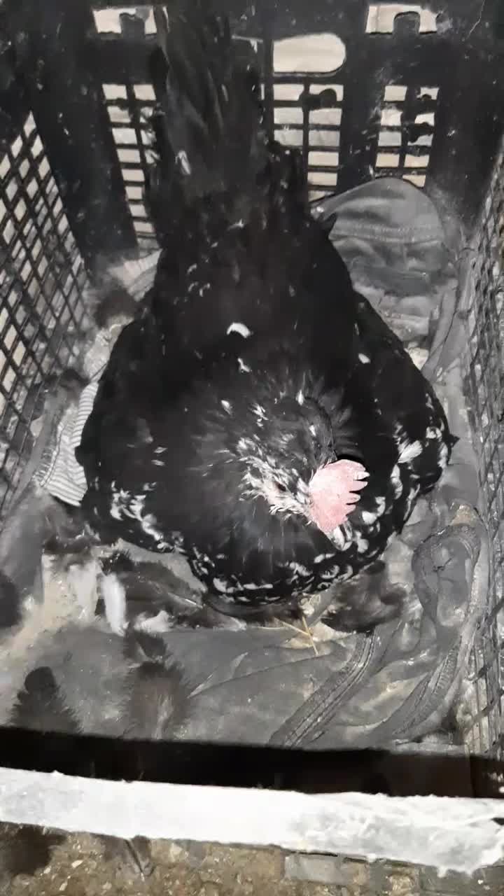 مرغ کرچ|حیوانات مزرعه|رباط‌کریم, رباط‌کریم|دیوار