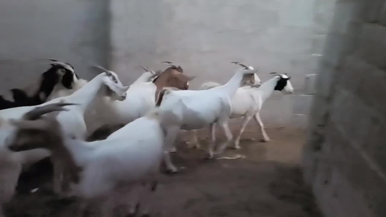 فروش ۱۰ تا بز بربری  ۴تا کهره دار ۶تا آبستن نزدیک|حیوانات مزرعه|مهر, |دیوار