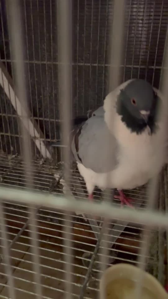 جفت کبوتر کینگ|پرنده|تهران, سردارجنگل|دیوار