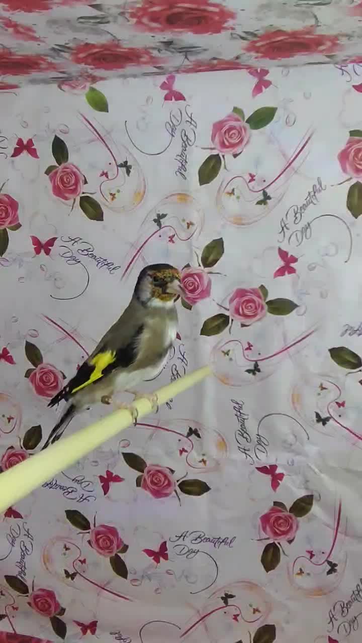 سهره زاغ|پرنده|کامفیروز, |دیوار