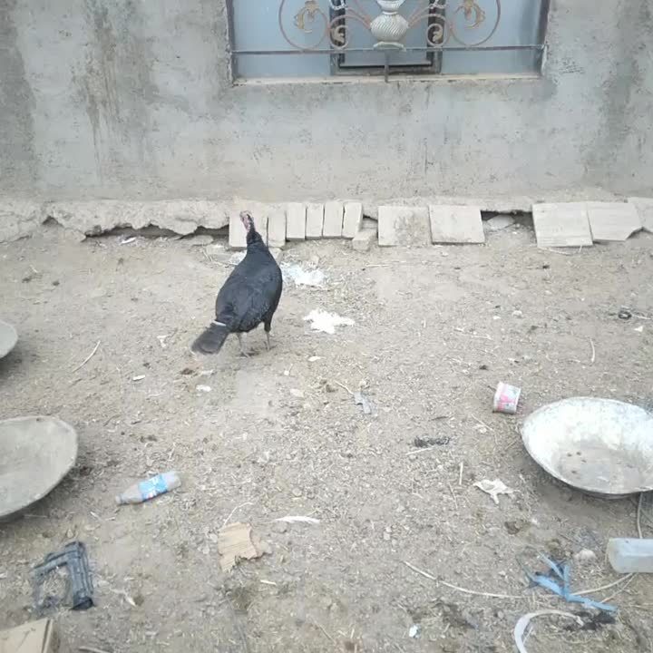 بقلمون|حیوانات مزرعه|جوادآباد, |دیوار