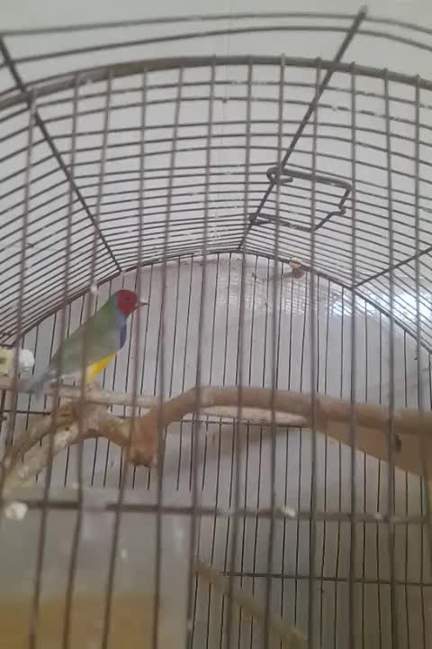 فنچ گلدین|پرنده|کرمانشاه, |دیوار