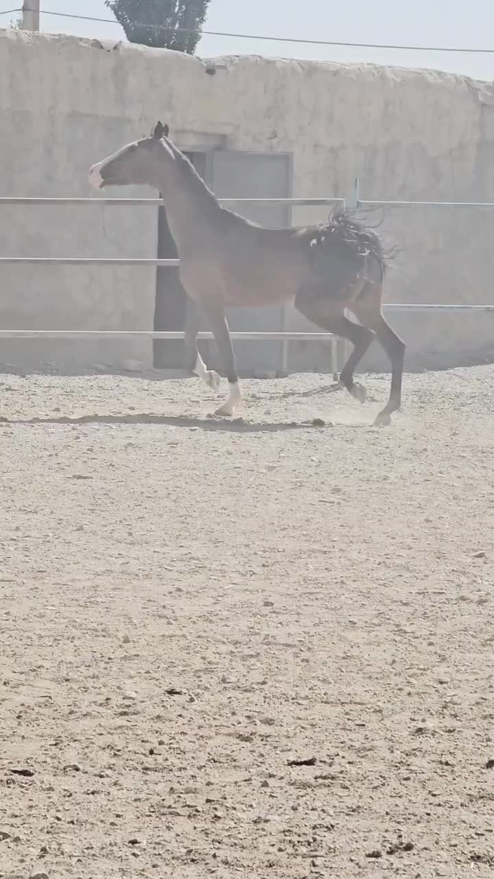 مادیان کره سالار۲|اسب و تجهیزات اسب‌سواری|گلپایگان, |دیوار