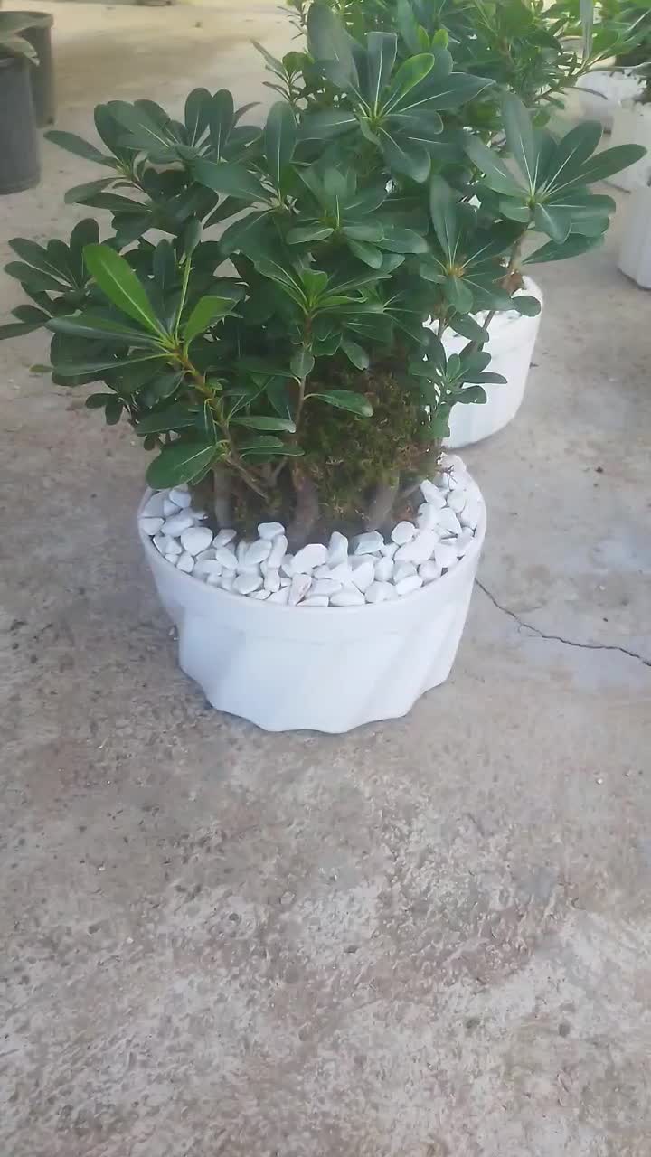 تولید کننده بنسای میخک هندی|گل و گیاه طبیعی|تهران, شهرک آزمایش|دیوار