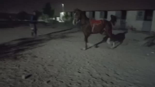 نریان کرد درجه یک|اسب و تجهیزات اسبسواری|تهران, زنجان جنوبی|دیوار