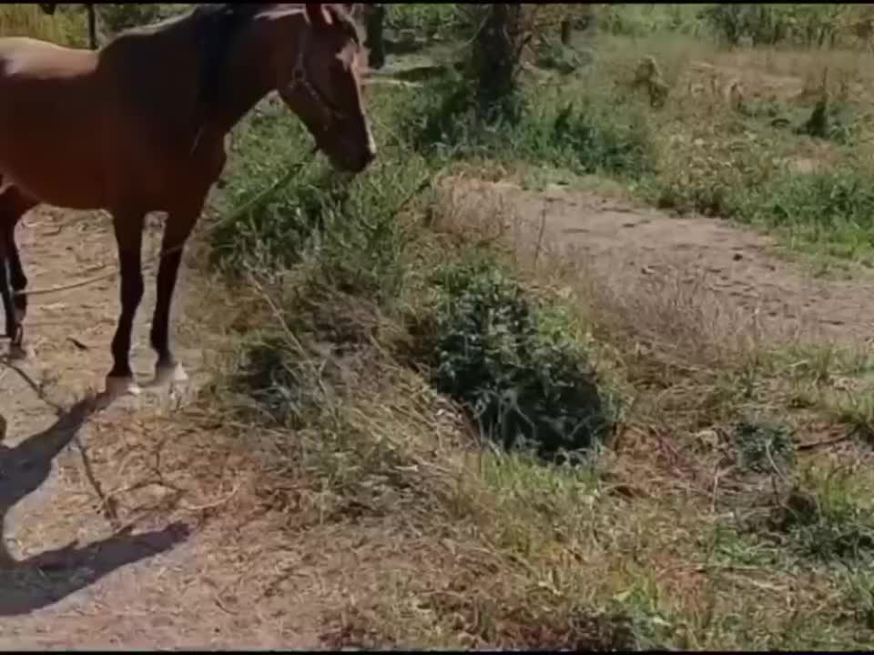 برکت مادیان ابستن|اسب و تجهیزات اسبسواری|الوند, |دیوار