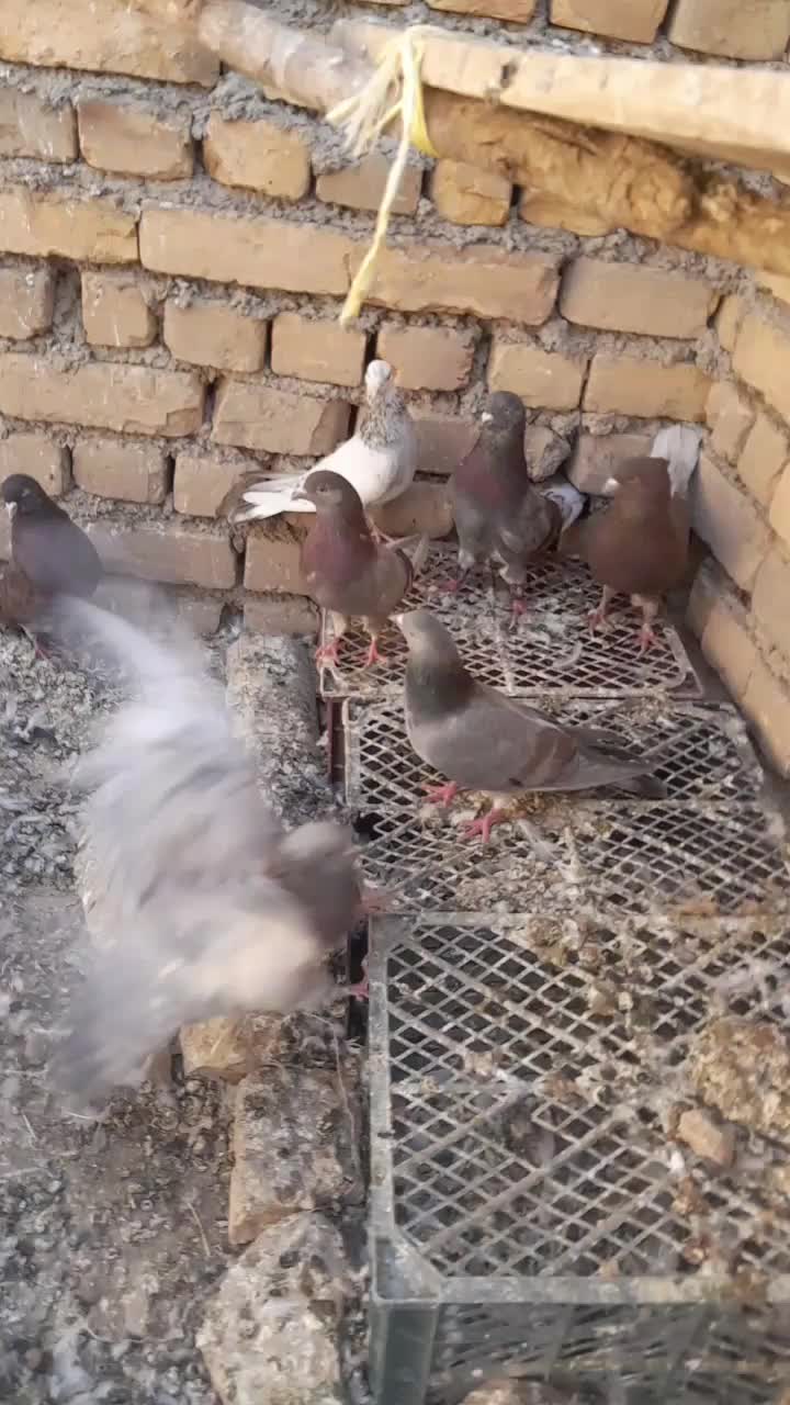 ۲۹ تا پرنده درجه یک|پرنده|داران, |دیوار