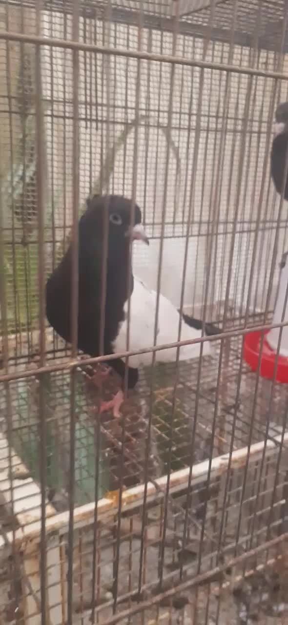 سینه سیاه نوک سفید سینه آبی سینه سرور|پرنده|شیراز, زرهی|دیوار