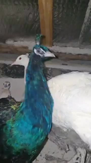 طاووس|پرنده|تهران, شهرک انصار|دیوار