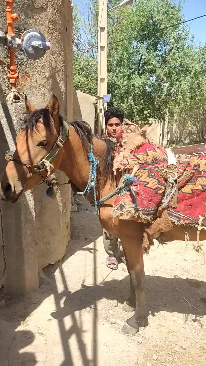 اسب نر|اسب و تجهیزات اسبسواری|گرگان, |دیوار