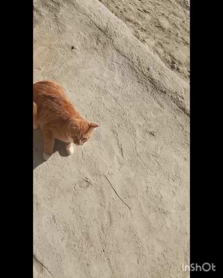 گربه|گربه|خاش, |دیوار