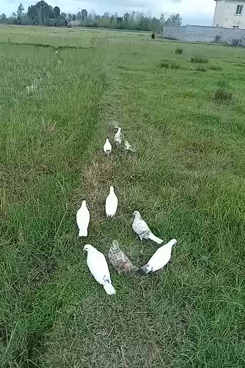 کبوتر پروازی|پرنده|رشت, حومه رشت|دیوار