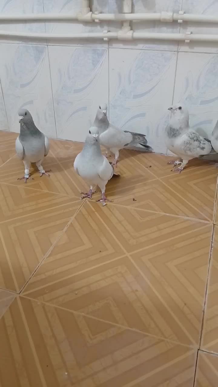 ۵عدد نر سبزکلاغ وگلاغ بدرنگ دونه ای ۵۰۰ تومان|پرنده|کشکوئیه, |دیوار