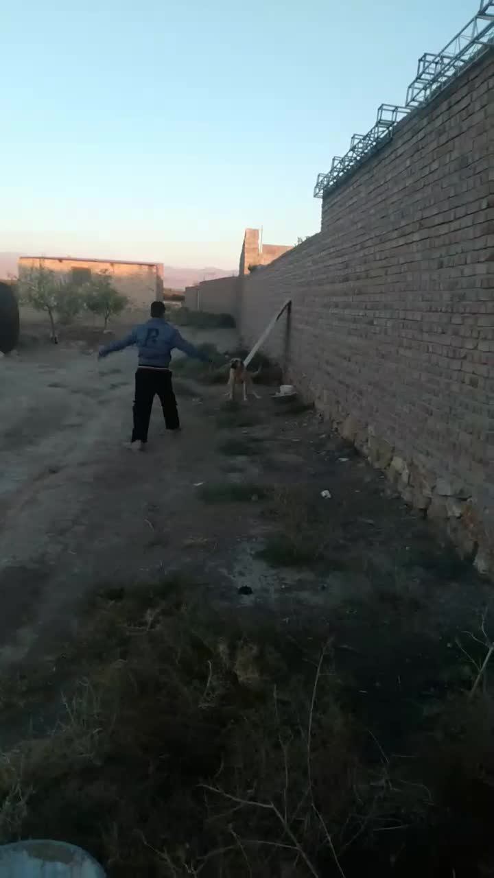 واگذاری سگ ماده سرابی|سگ|تبریز, |دیوار
