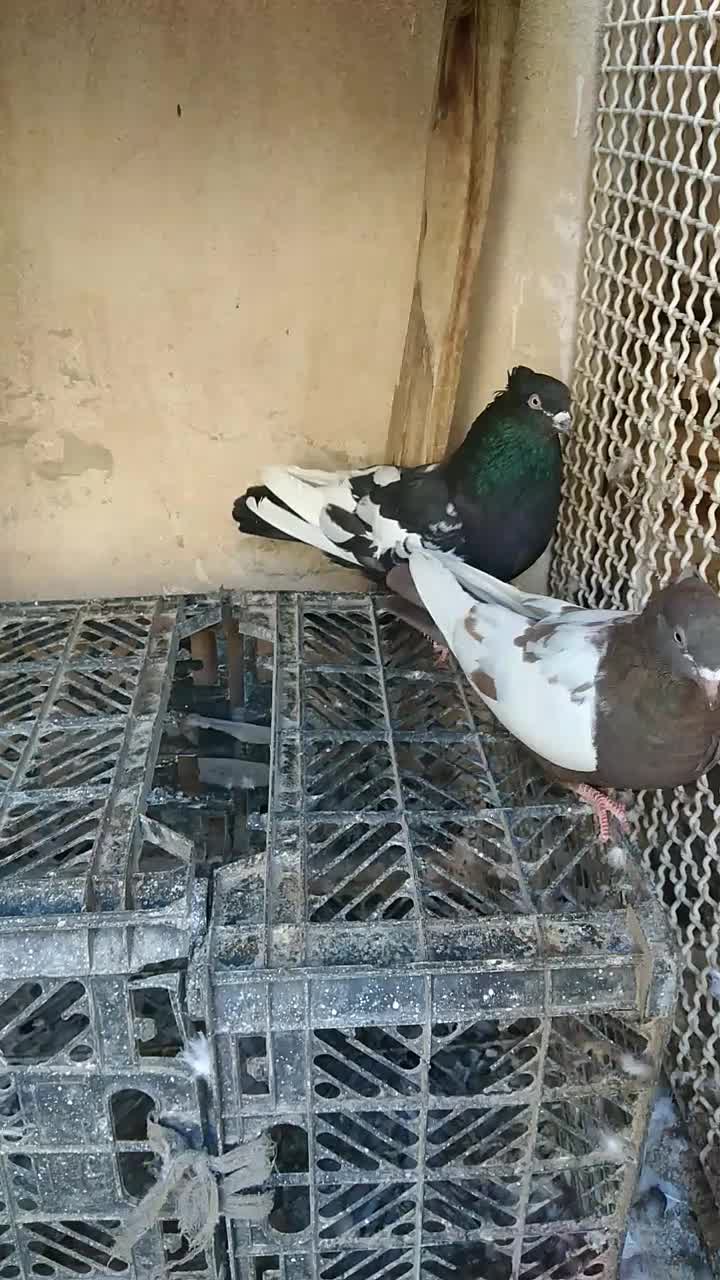 سینه ای|پرنده|برازجان, |دیوار