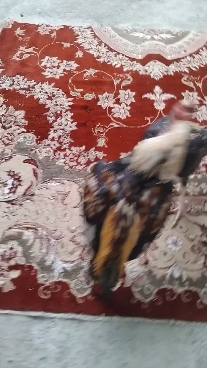 دوتا خروس|حیوانات مزرعه|رودان, |دیوار