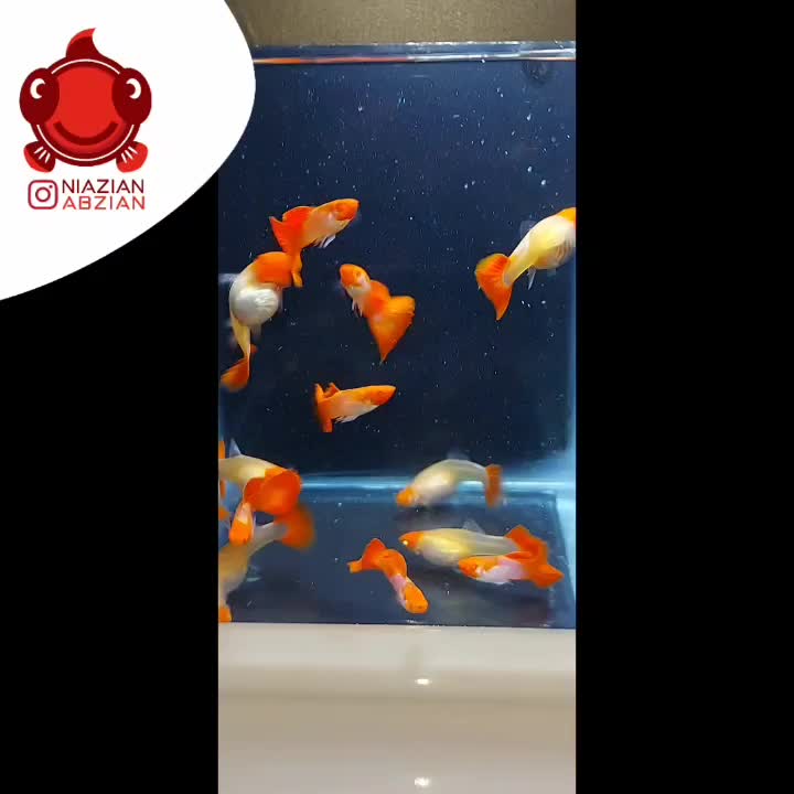 گوپی مولد|ماهی|تهران, شارق|دیوار