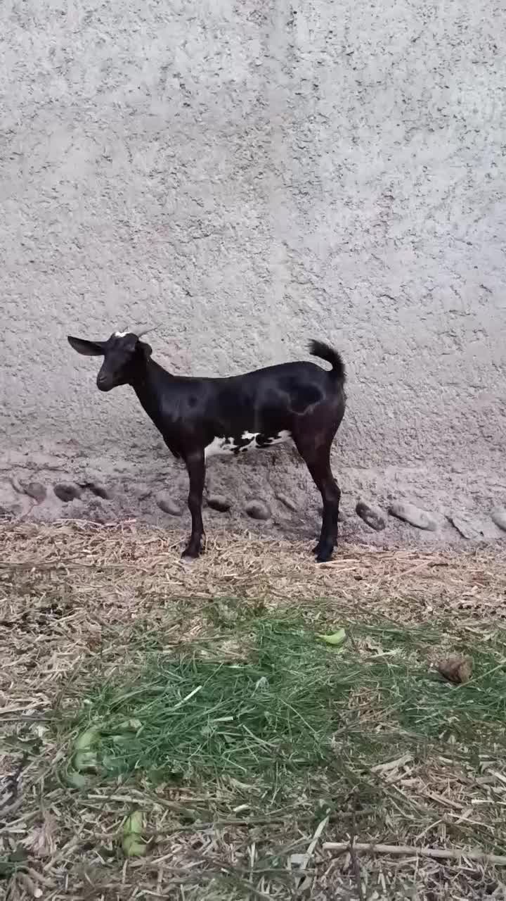 جفت نر و ماده بنگالوک|حیوانات مزرعه|چابهار, |دیوار