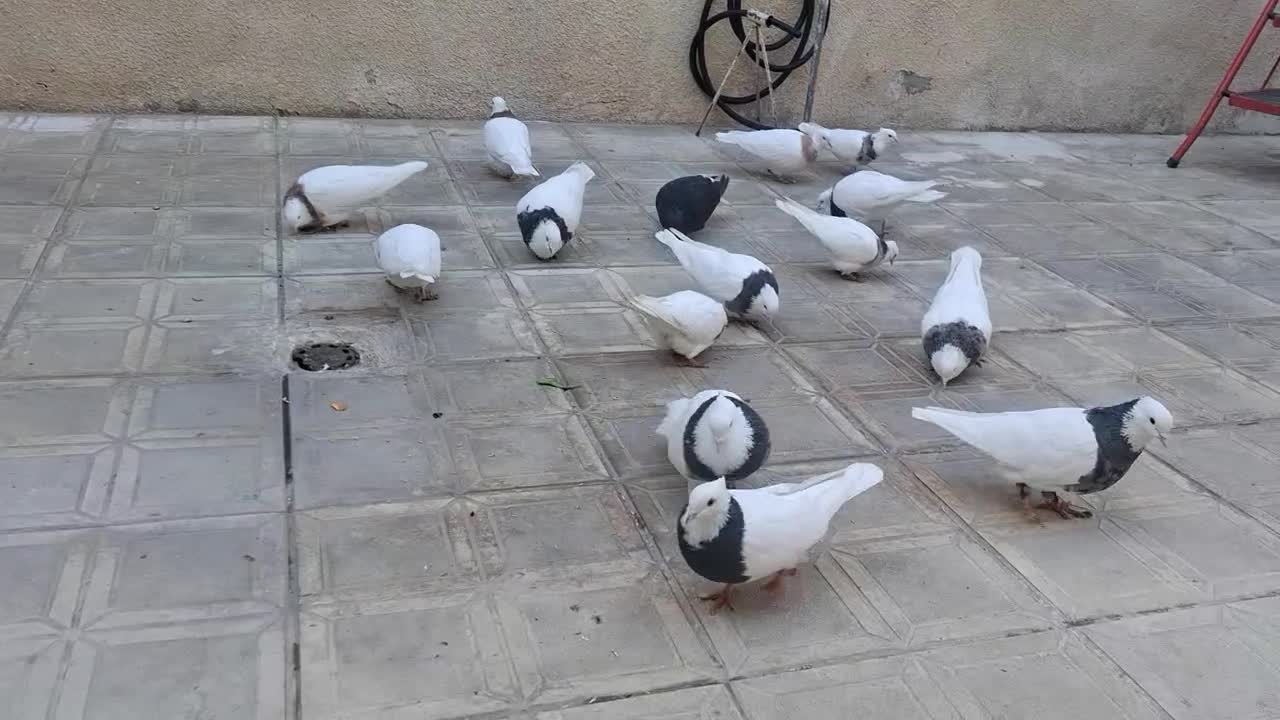 طوقی|پرنده|همدان, |دیوار