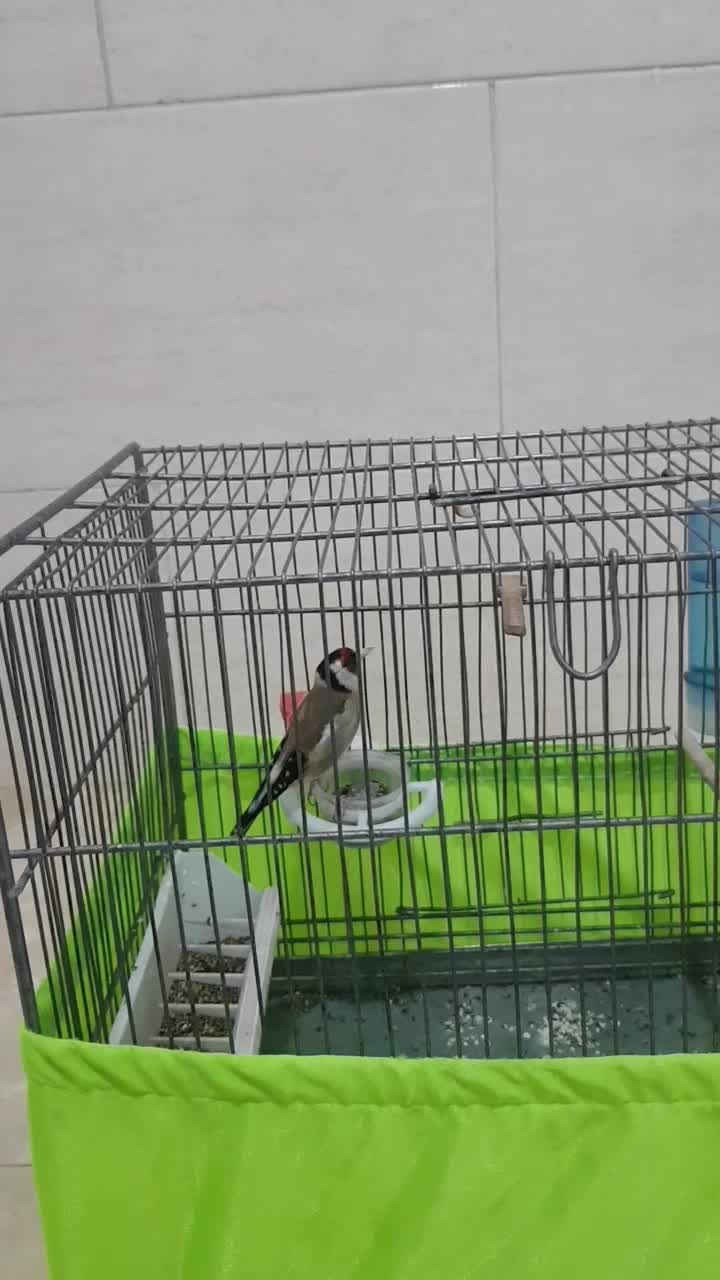 سهره عتیقه جوجه سال|پرنده|محمدشهر, جعفرآباد|دیوار