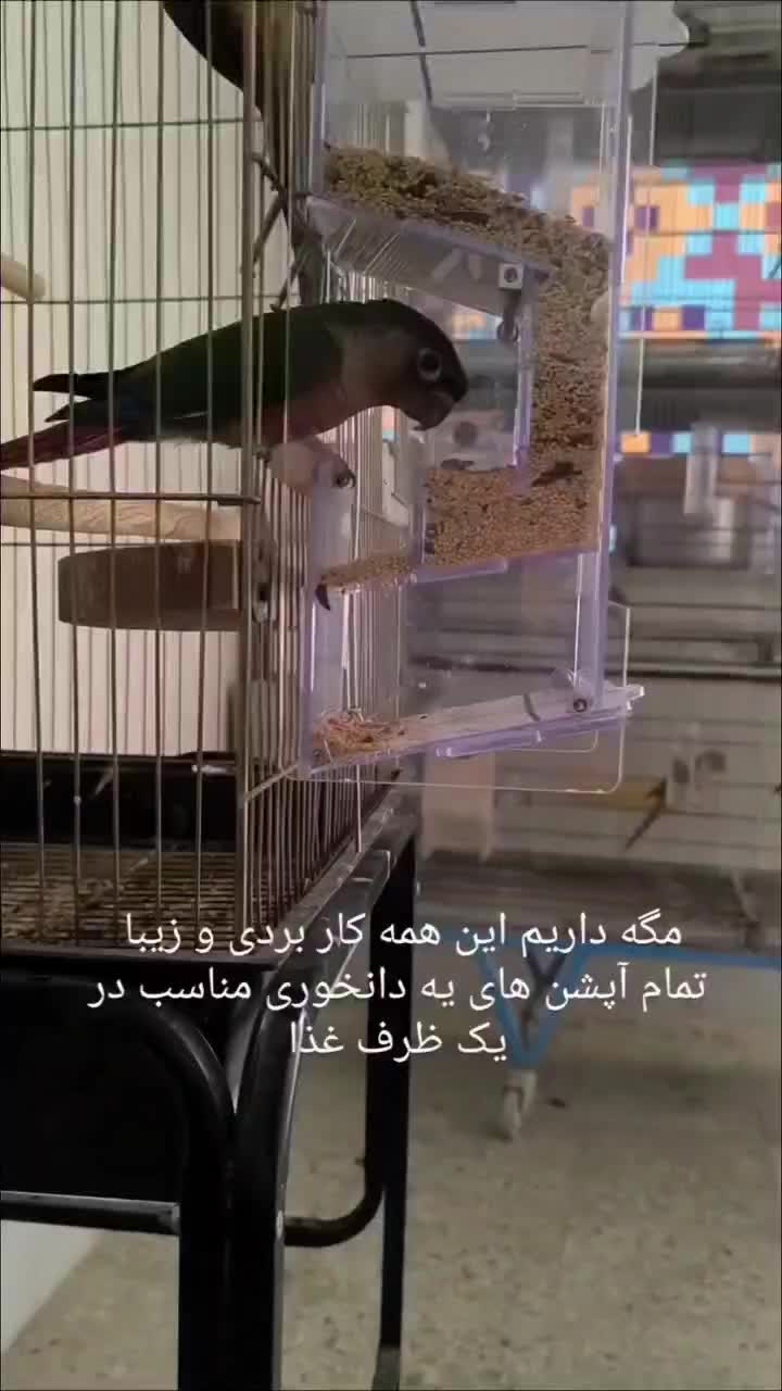 جادانی مکانیزه برای عروس . گرین و راهب و ...|لوازم جانبی حیوانات|اهواز, مجاهد|دیوار