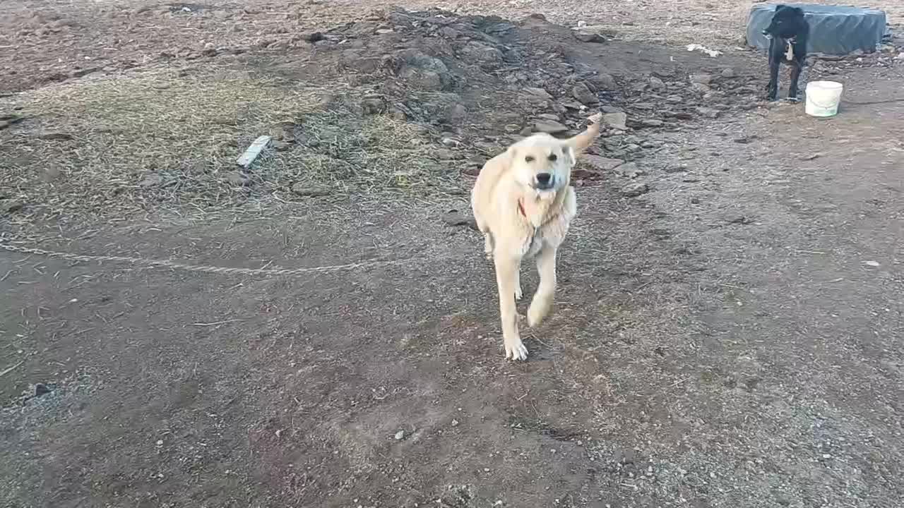 سگ گم شده|حیوانات|باغ حلی, |دیوار