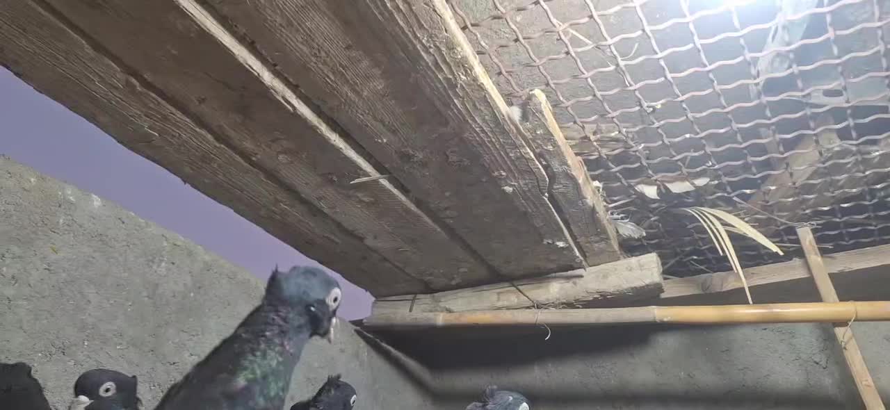 ارزان کبوتر|پرنده|جیرفت, |دیوار