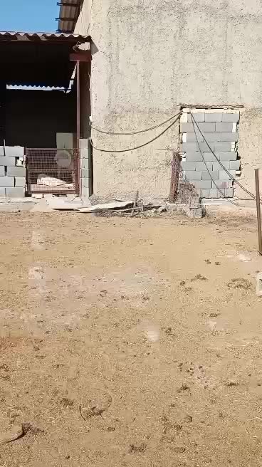 بره قوچ ژن دار همو و هترو|حیوانات مزرعه|ارسنجان, |دیوار