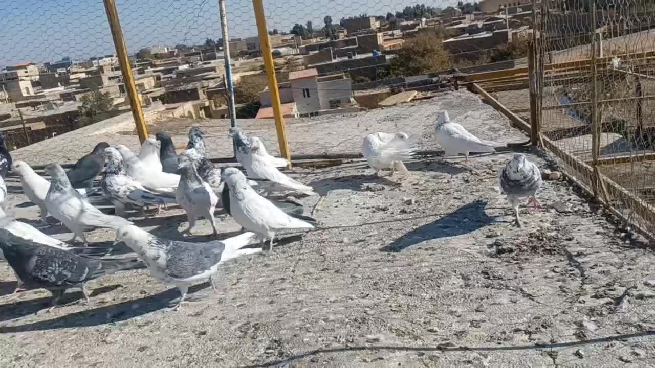 کفتر ساوه|پرنده|ساوه, |دیوار