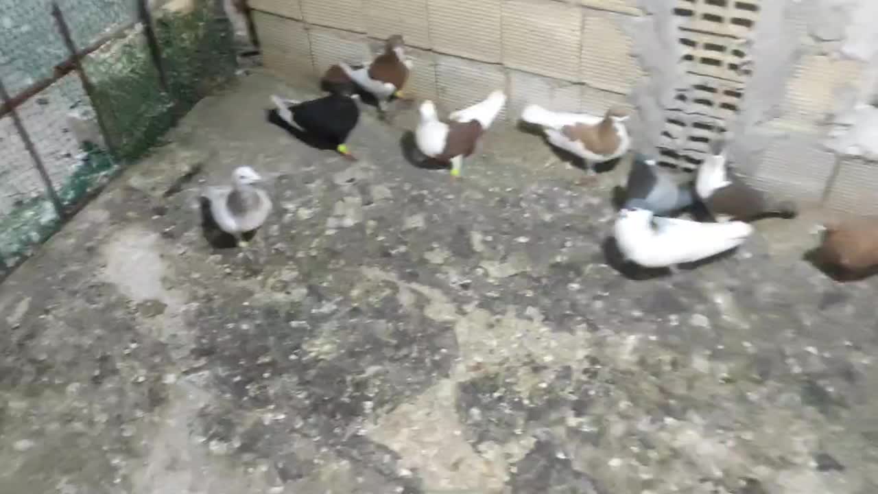 چند عدد کبوتر رنگی به شرط پرش|پرنده|بندر ماهشهر, |دیوار