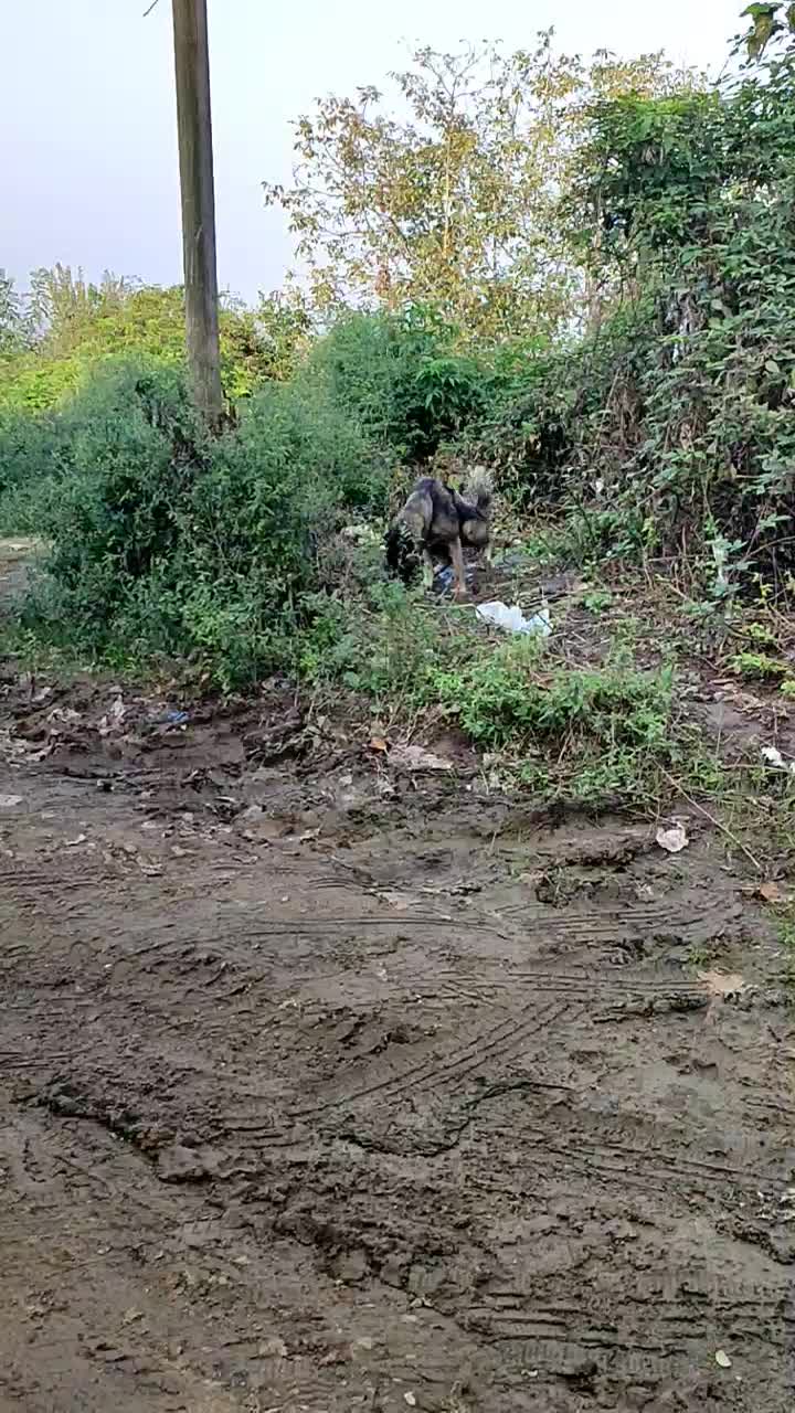 سگ سرابی ماده|سگ|املش, |دیوار