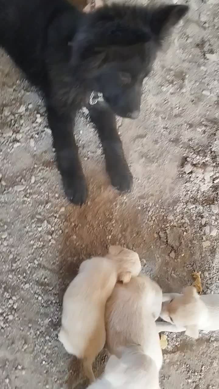 سگ پامرسایز0|سگ|ماهان, |دیوار