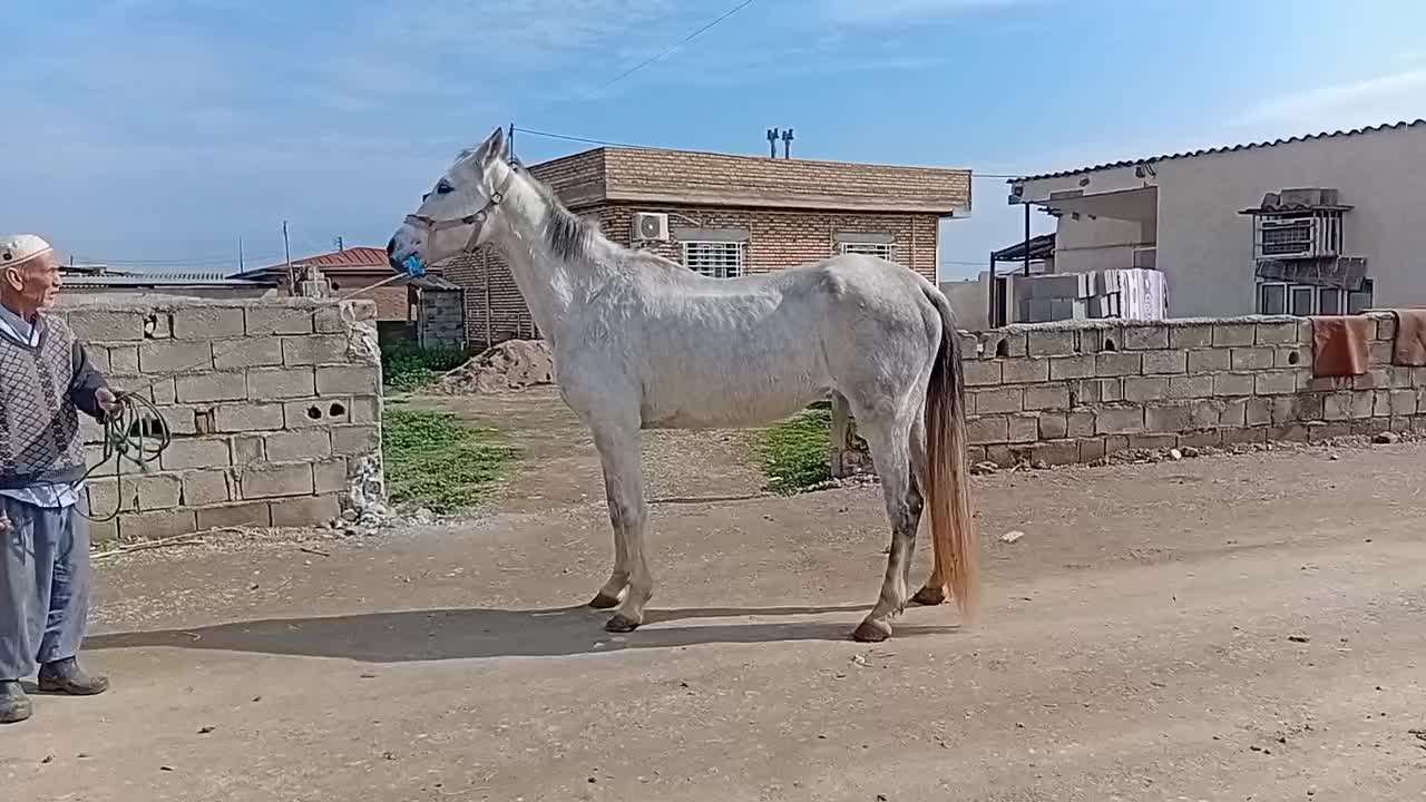 مادیان آخال تکه|اسب و تجهیزات اسب‌سواری|گنبد کاووس, |دیوار