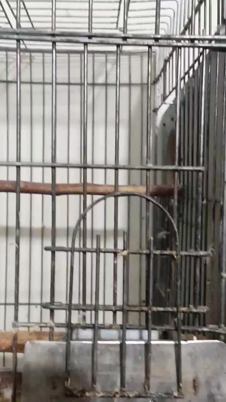 جفت مولد شاه طوطی با ضمانت کتبی|پرنده|نظرآباد, رسالت|دیوار