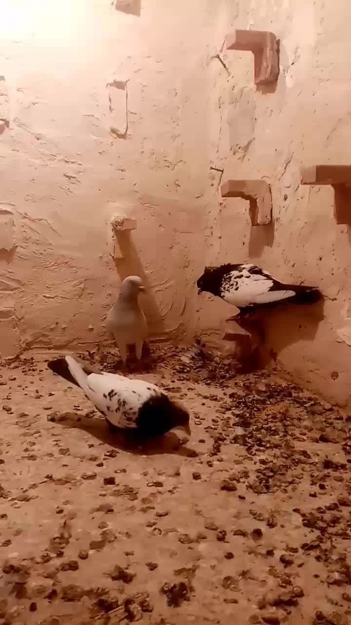 سین سیا|پرنده|کرمان, |دیوار