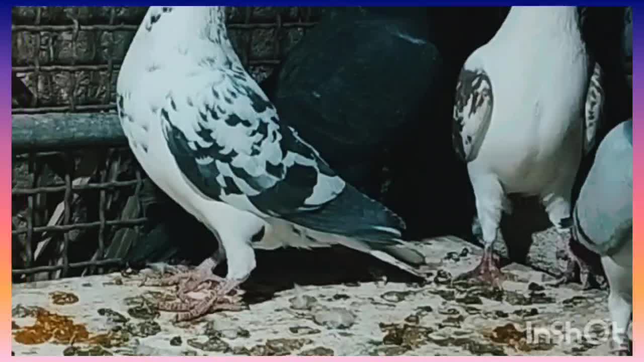 10عدد کبوتر جنگنده|پرنده|داراب, |دیوار