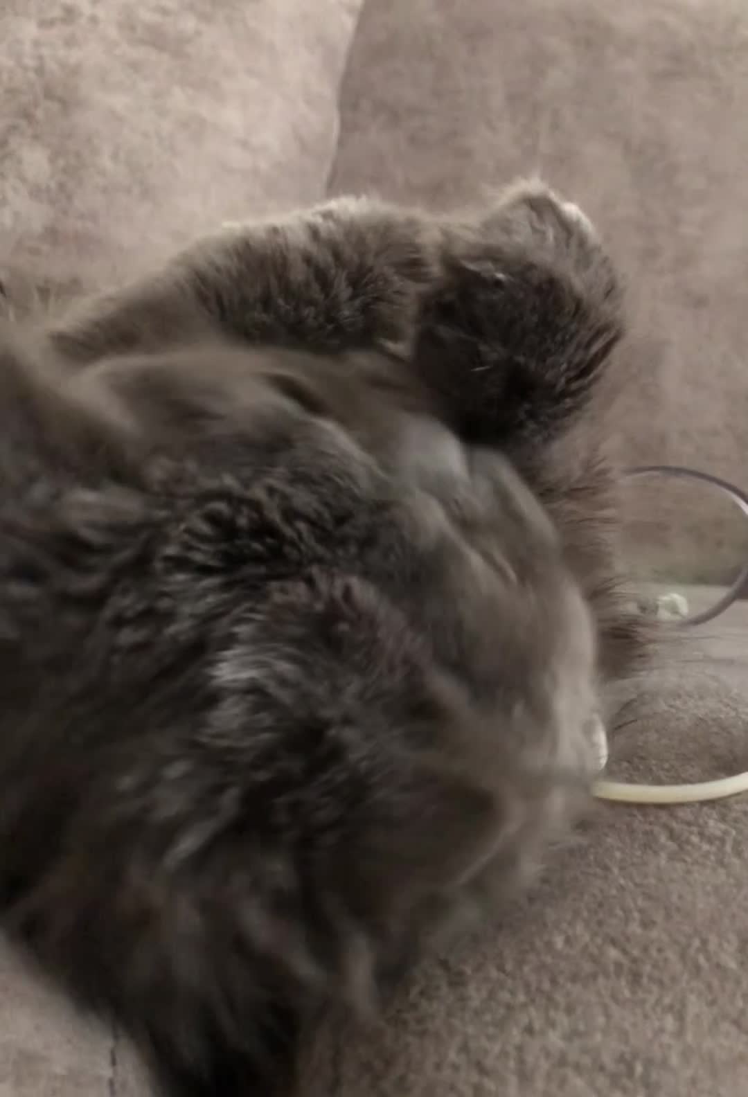 پرشین اسکاتیش اصیل (ماده،رنگ بلو،چشم نارنجی)|گربه|تهران, کیانشهر|دیوار